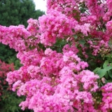 Indijski lila lagerstremia: fotografija, opis